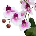 Floristik24 Orchidėjos vazonėlyje H30cm baltai rožinės spalvos