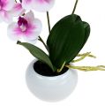 Floristik24 Orchidėjos vazonėlyje H30cm baltai rožinės spalvos
