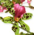 Floristik24 Orchidėjos šakelė žalia/rožinė 105cm