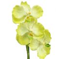 Floristik24 Orchidėja su šaknimis šviesiai žalia L43cm