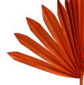 Floristik24 Palmspear Sun Orange 30vnt