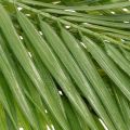 Dirbtinė palmės šakelė, dirbtinis augalas kompozicijoms, 90 cm | Floristik24.lt
