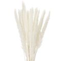 Floristik24 Pampas žolės džiovintos gėlės balintos 70 cm 15 vnt.