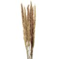 Floristik24 Pampas grass deco džiovintas natural dry deco 70cm 6vnt