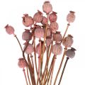 Floristik24 Dry Deco aguonų kapsulės Rožinės aguonos spalvos džiovintos gėlės 75g