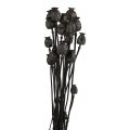 Floristik24 Džiovintos gėlės aguonų kapsulės džiovintos Black Papaver 80g