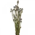 Floristik24 Džiovintų aguonų kapsulės natūralių džiovintų gėlių kekė deko aguonų 90g