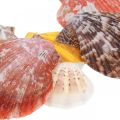 Floristik24 Šukutės, jūros puošmena, šukutės spalvingos H4,5–8cm 1kg
