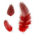 Floristik24 Faraona perlinių vištų plunksnos 30g raudonos