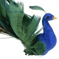 Floristik24 Rojaus paukštis, povas prie apkabos, plunksninis paukštis, paukščio puošmena mėlyna, žalia, spalvinga H8,5 L29cm
