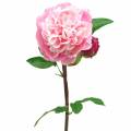 Floristik24 Bijūnų dirbtinė gėlė su žiedais ir pumpurais rožinė 68cm