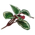 Floristik24 Augalas Tropical Green, Rožinis 20cm