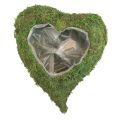 Floristik24 Augalo širdelė samanų žalia augalų dubuo širdelė 20x20x5,5cm