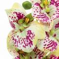 Floristik24 Dirbtinė orchidėjos šakelė Phaelaenopsis Green Pink H49cm
