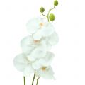 Floristik24 Orchidėja Phalaenopsis dirbtinė balta 80cm