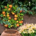 Dirbtinis fizaliso vainikas, oranžinis ir žalias, Ø28cm, rudens dekoracija | Floristik24.lt