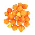 Floristik24 Physalis Orange Asorted 22vnt dekoratyvinės dirbtinės taurelės