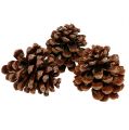 Floristik24 Pinus Pinea medium 10/14cm natural 50p