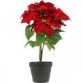 Floristik24 Dirbtinė Kalėdų žvaigždė Raudona Dirbtinės gėlės vazone H53cm