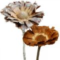 Floristik24 Egzotiška mišrainė Protea Rosette natūrali, balta plauta džiovinta gėlė 9vnt