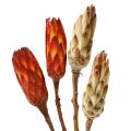 Floristik24 Protea Mix, džiovintos gėlės Respens natural/raudona 13vnt