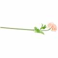 Floristik24 Ranunculus persikas H45cm
