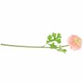 Floristik24 Ranunculus rožinis H45cm