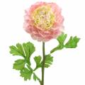 Floristik24 Ranunculus rožinis H45cm