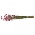 Floristik24 Šiaudinės gėlės džiovintos gėlės rožinės akroklinium kekė 20g