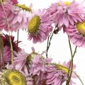 Floristik24 Šiaudinės gėlės džiovintos gėlės rožinės akroklinium kekė 20g