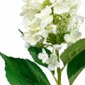 Floristik24 Panicle Hortenzija Cream White Dirbtinė hortenzijos šilko gėlė 98cm