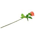 Floristik24 Rožė dirbtinė gėlė lašiša 67,5cm