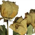 Floristik24 Džiovintų gėlių rožė, Valentino diena, džiovinta floristika, kaimiškos dekoratyvinės rožės geltonai violetinės L45-50cm 5vnt
