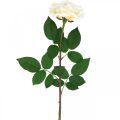 Floristik24 Kreminė balta abrikosinė rožė, šilkinė gėlė, dirbtinės rožės L72cm Ø12cm