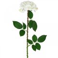Floristik24 Balta rožė netikra rožė ant stiebo Šilkinė gėlė netikra rožė L72cm Ø13cm