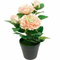 Floristik24 Dekoratyvinė rožė vazone, Romantiškos šilkinės gėlės, Rožinis bijūnas