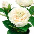 Floristik24 Bijūnas vazonėlyje, romantiška dekoratyvinė rožė, šilkinis gėlių kremas baltas