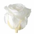 Floristik24 Infinity rožės didelės Ø5,5-6cm baltos 6vnt