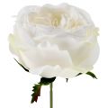 Floristik24 Rožės žiedas baltas 17cm 4vnt