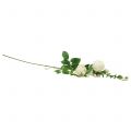 Floristik24 Rožių šakelių kremas / rožė 100cm