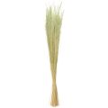 Floristik24 Bent Grass Agrostis Capillaris Dry Grasses Green 65cm 80g