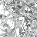 Floristik24 Ruscus šakelės, Mėsininko šluota, Sausas augalas Baltas skalbtas L58cm 80g
