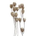 Floristik24 Salignum whitewashed protea ant stiebo 25vnt