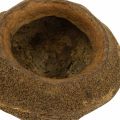 Rojaus riešutų augalų vazonas Natural Sapucaia Ø14cm H10cm 3 vnt. | Floristik24.lt