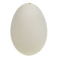 Floristik24 Gulbių kiaušiniai 9cm kreminiai balti 6vnt