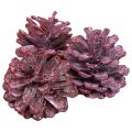 Floristik24 Juodi kankorėžiai raudoni natūrali puošmena matiniai 5-7cm 1kg