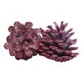 Floristik24 Juodi kankorėžiai raudoni natūrali puošmena matiniai 5-7cm 1kg