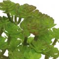 Floristik24 Dirbtiniai augalai vazone Artificial Succulent Green H15cm