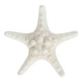 Floristik24 Jūros žvaigždė 9cm - 11cm balta 20p