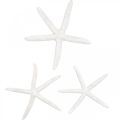 Floristik24 Jūros žvaigždės dekoravimas baltas, natūralūs daiktai, jūrinė dekoracija 10-12cm 14psl